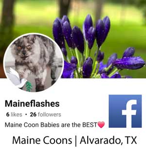 Maineflash Maine Coon Maineflash Maine Coon