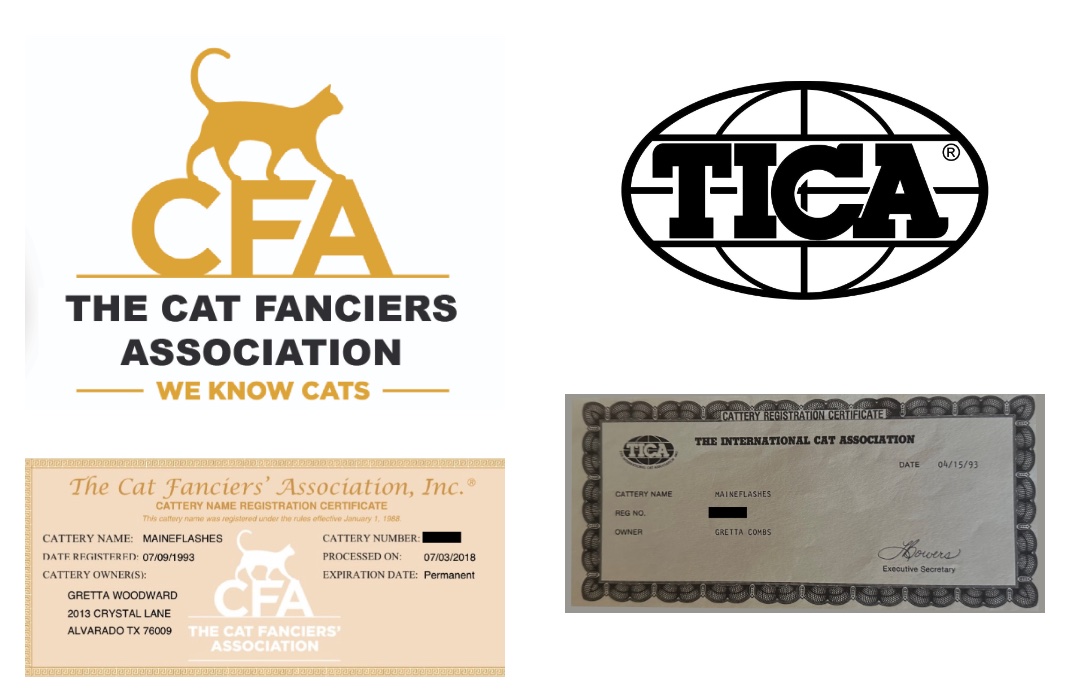 Maine Coons cat breeder, Maineflashes cattery registration