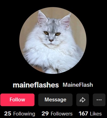 Maineflash Maine Coon 