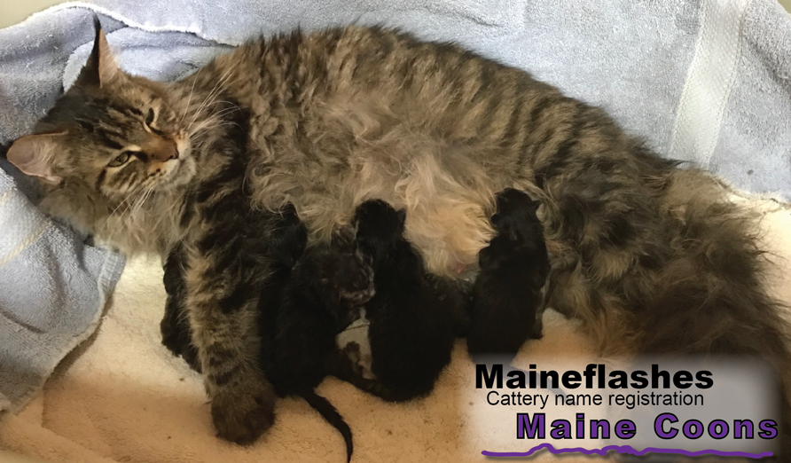 Maineflash Maine Coon  Girl Mama Cats