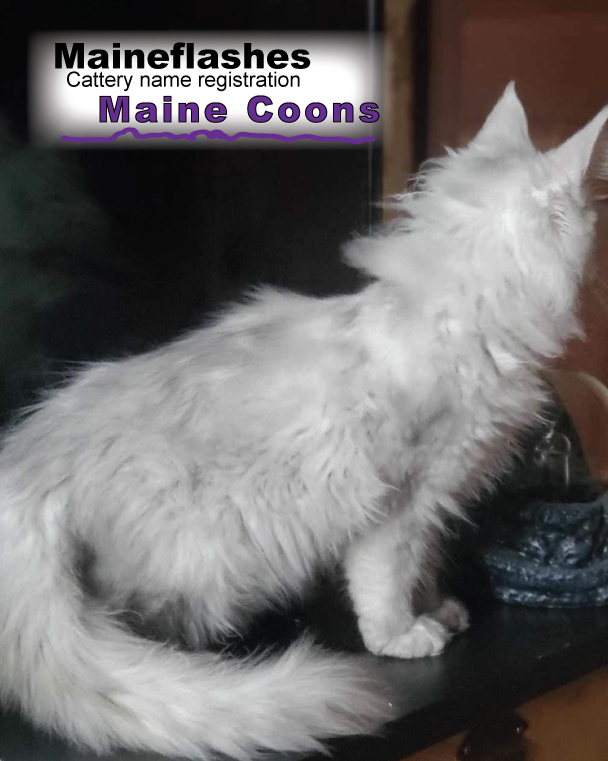 Maineflashes Female Maine Coon