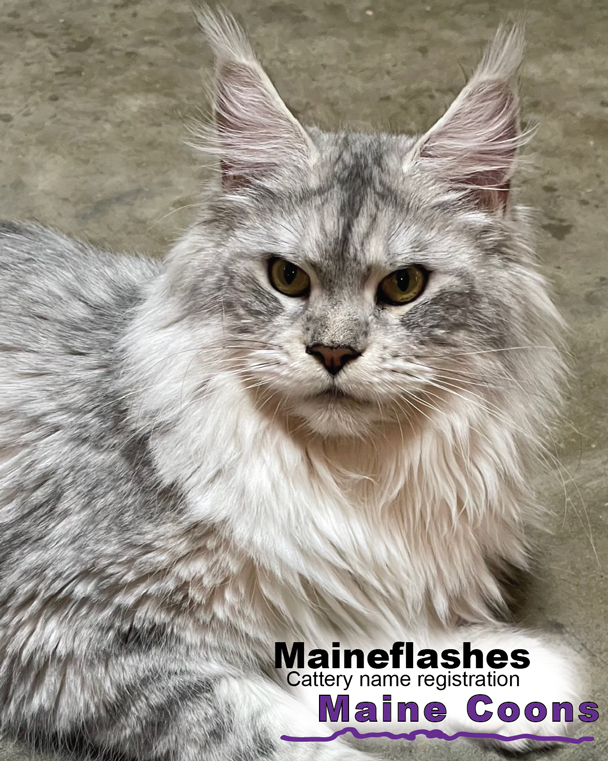 Maineflashes Female Maine Coon