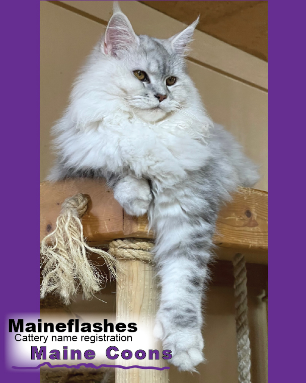 Maineflashes female Maine Coon