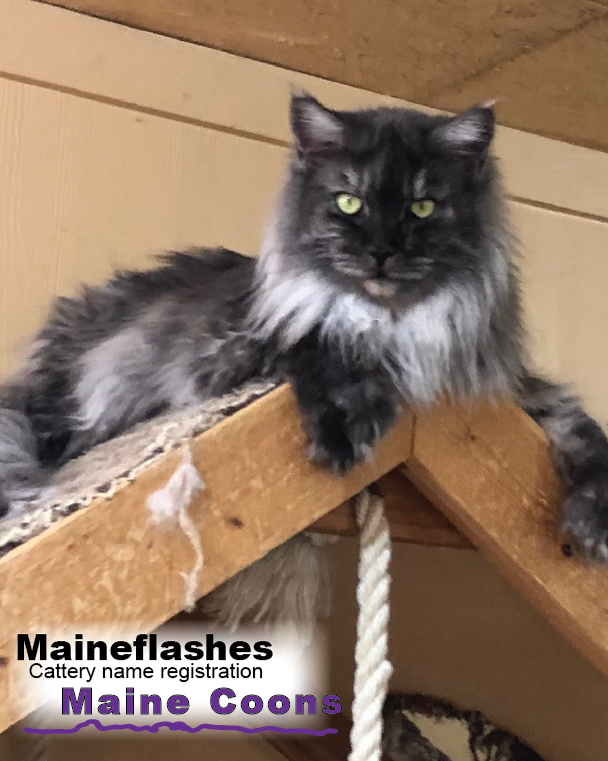 Maineflashes female Maine Coon