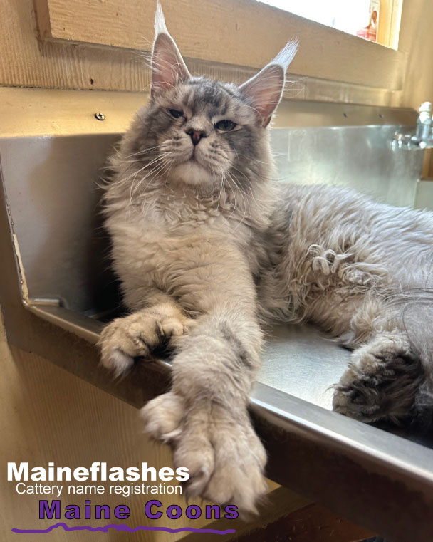 Maineflashes Male Maine Coon