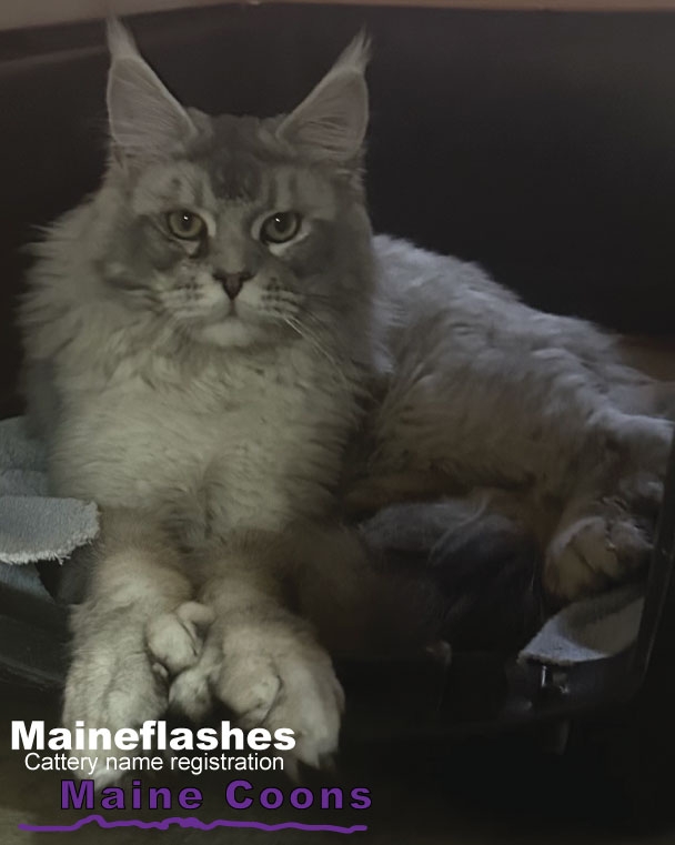 Maineflashes Male Maine Coon
