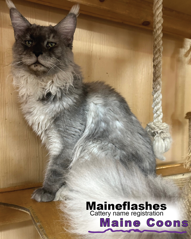 Maineflashes Male Maine Coon