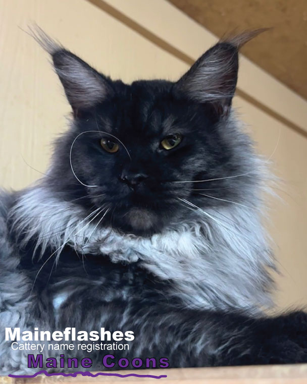 Maineflashes Male Maine Coon