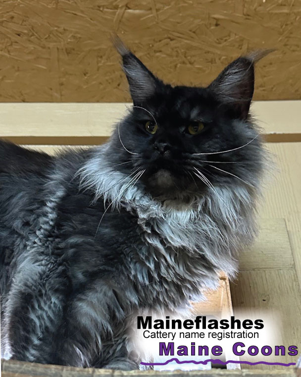 Maineflashes Male Maine Coon