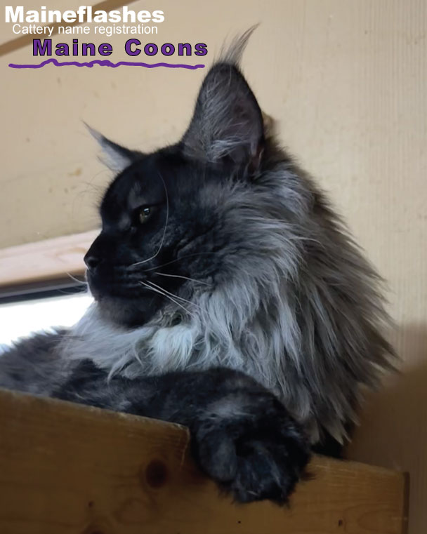 Maineflashes Male Maine Coon