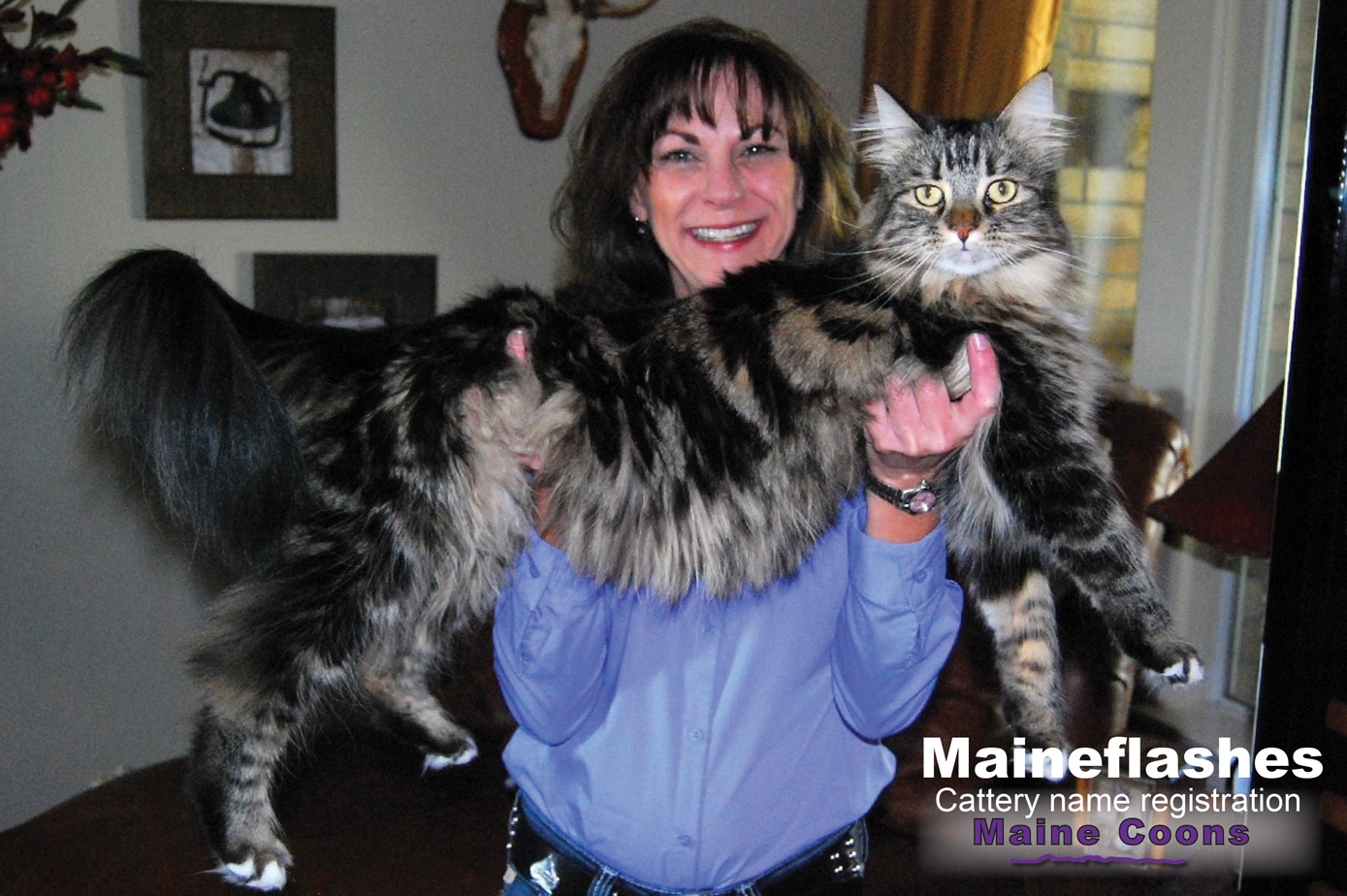 Maine Coon Cat Breeder / Maineflashes cattery name