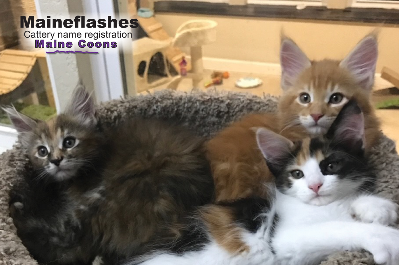 Maine Coon Cat Breeder / Maineflashes cattery name