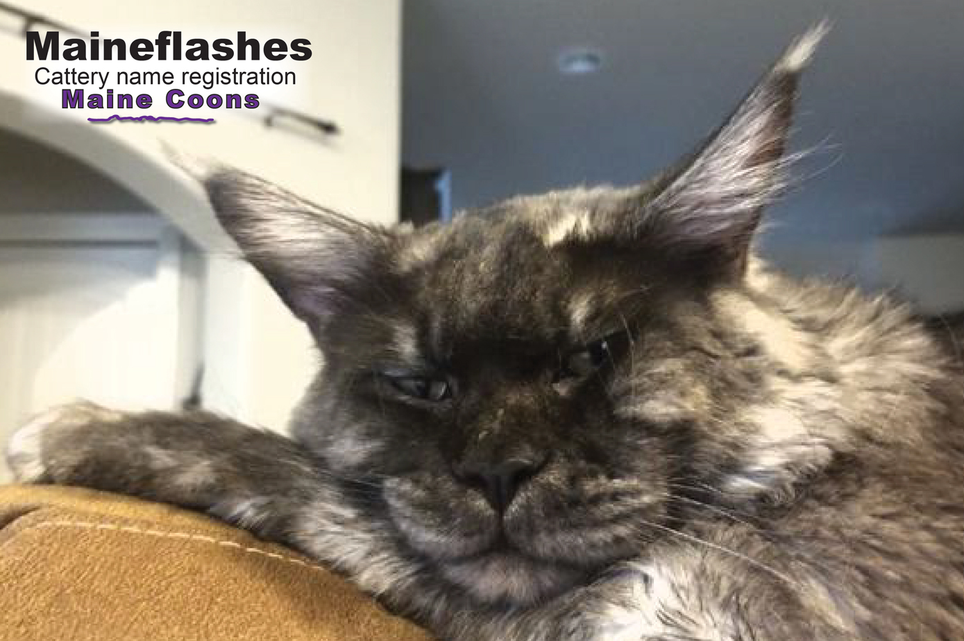 Maine Coon Cat Breeder / Maineflashes cattery name