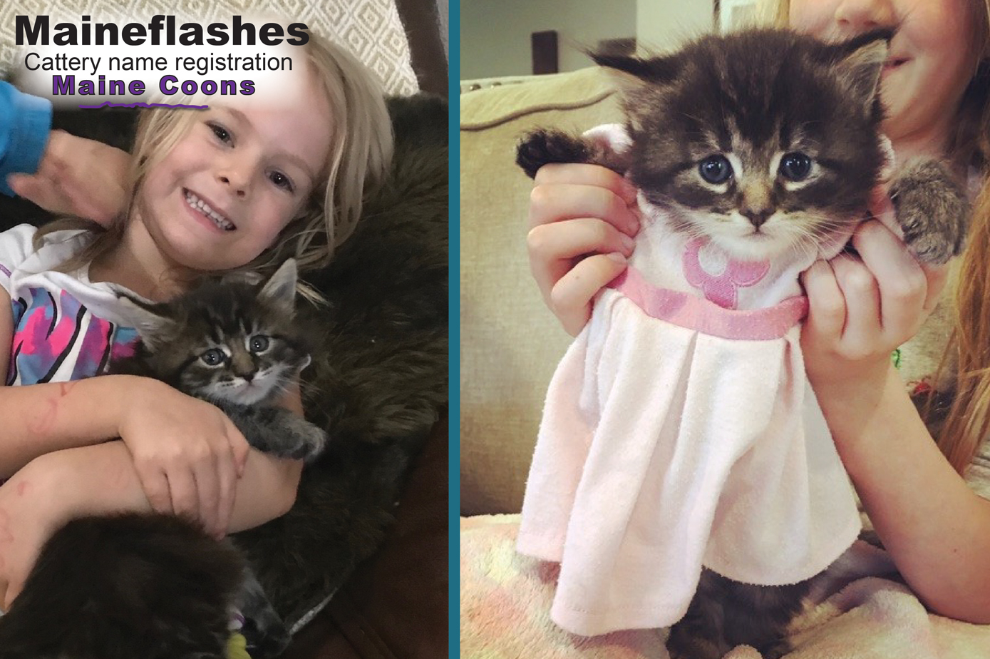 Maine Coon Cat Breeder / Maineflashes cattery name