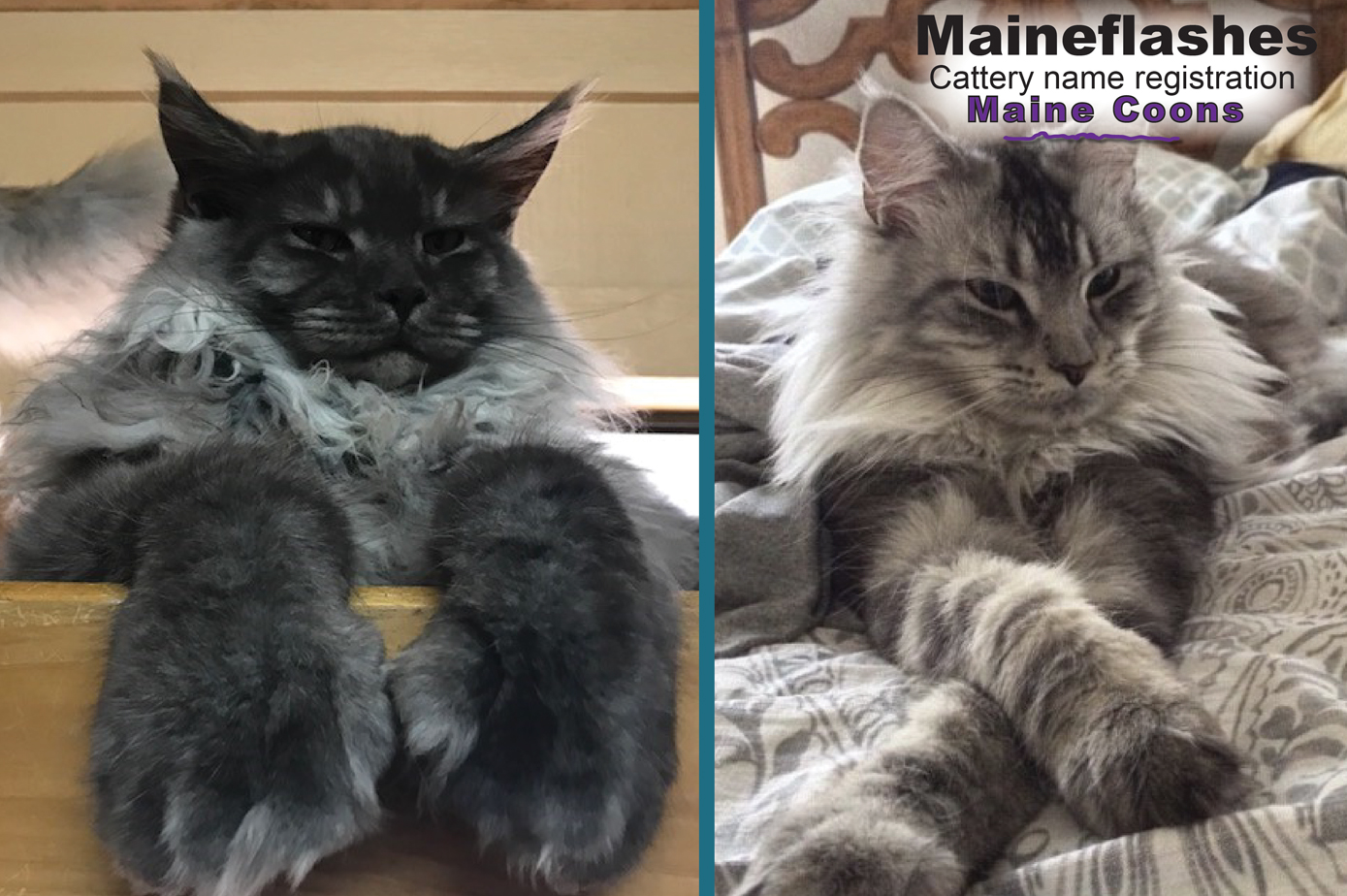 Maine Coon Cat Breeder / Maineflashes cattery name
