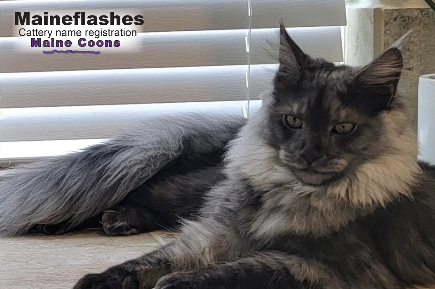 Maine Coon Cat Breeder / Maineflashes cattery name