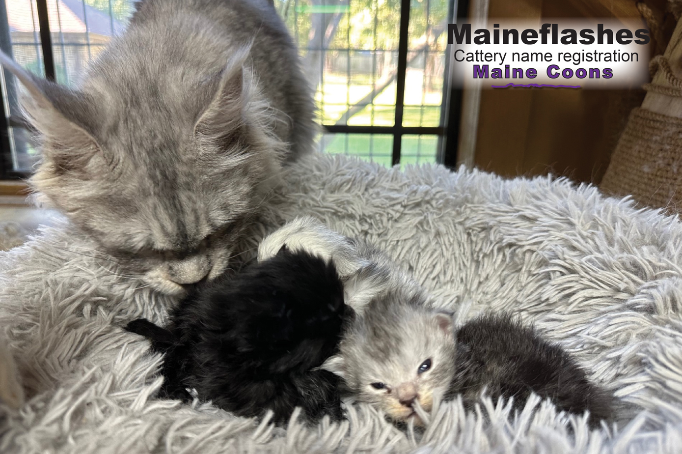 Maine Coon Cat Breeder / Maineflashes cattery name