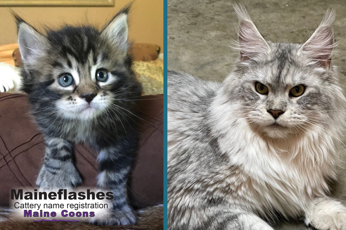 Maine Coon Cat Breeder / Maineflashes cattery name