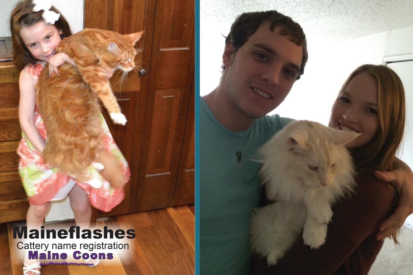 Maine Coon Cat Breeder / Maineflashes cattery name