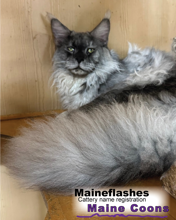 Maineflashes Male Maine Coon