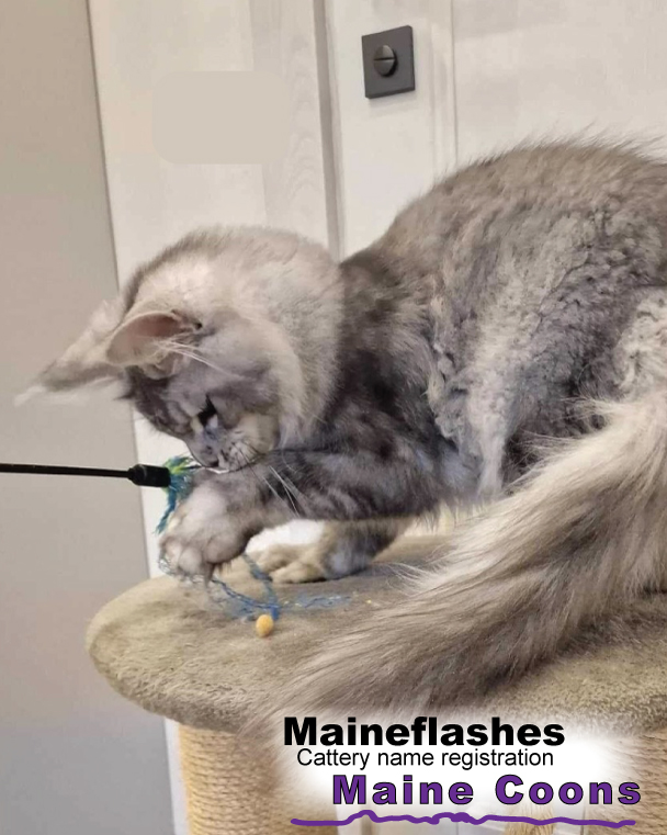 Maineflashes Male Maine Coon