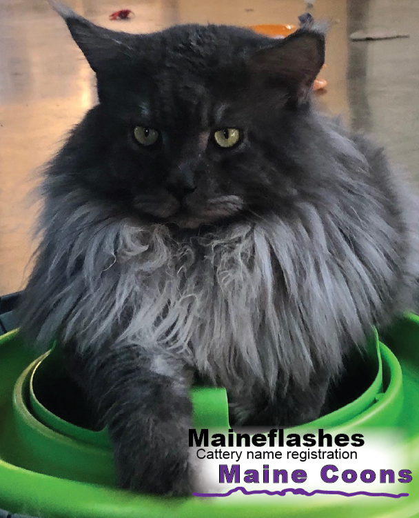 Maineflashes Male Maine Coon