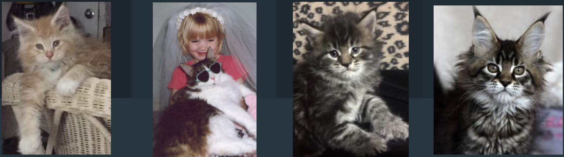 Maine Coons cat breeder, Maineflashes cattery registration