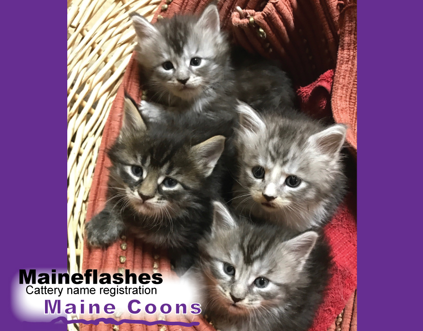 CFA Cat Registration