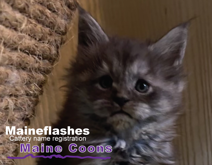 CFA Cat Registration