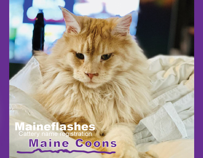 CFA Cat Registration