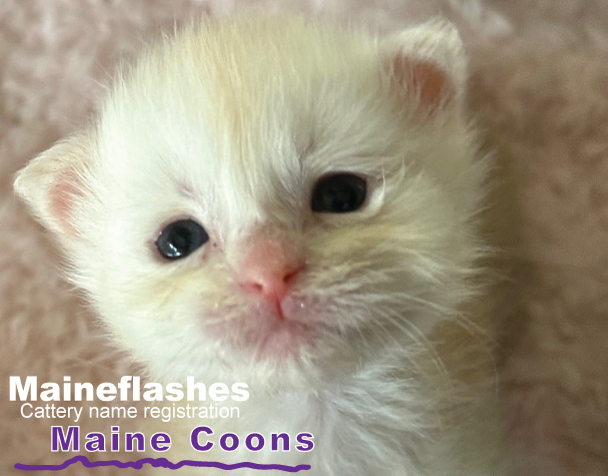 Maine Coons cat breeder, Maineflashes cattery registration Maine Coons cat breeder, Maineflashes cattery registration