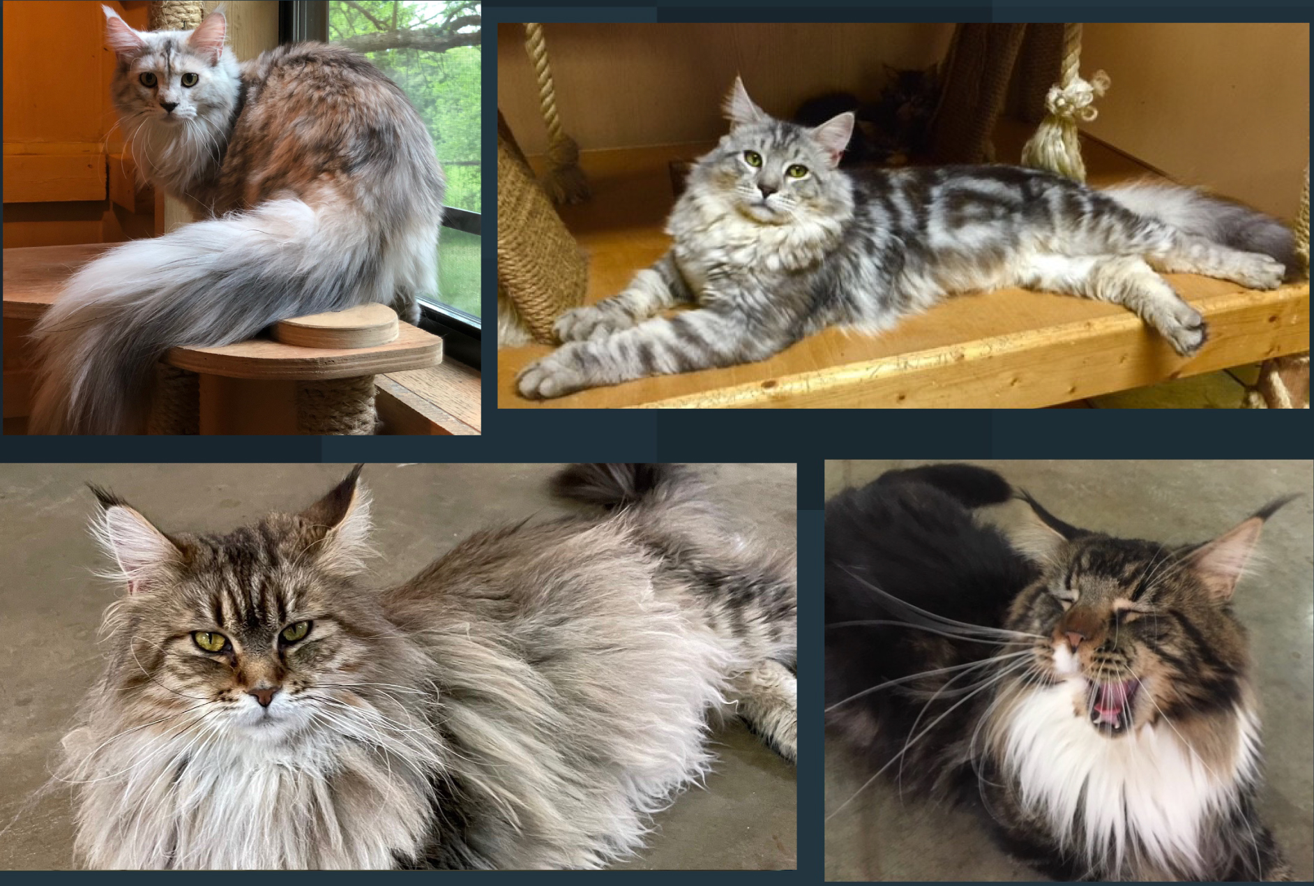 Maine Coons cat breeder, Maineflashes cattery registration