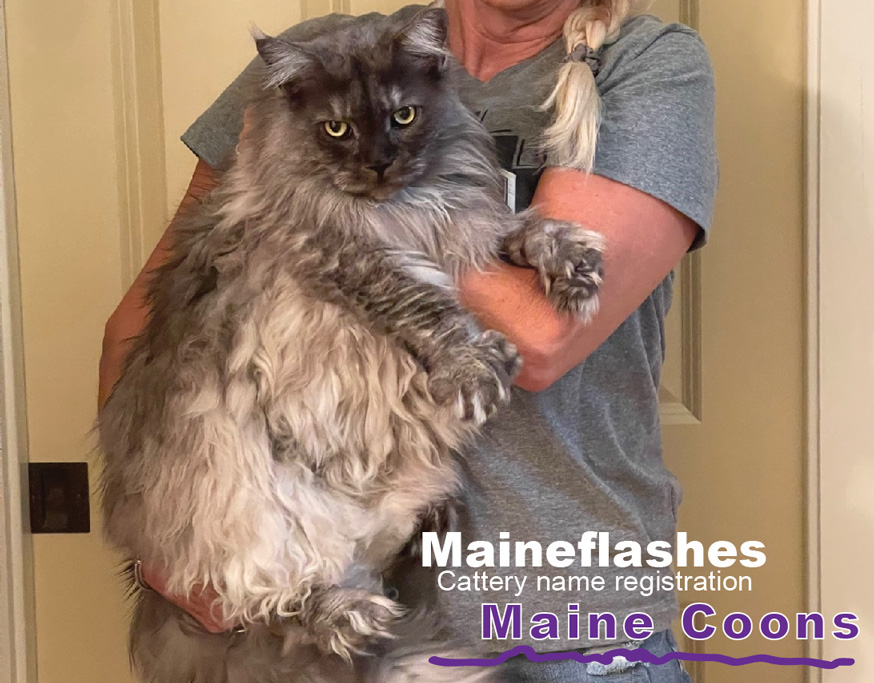 CFA Cat Registration