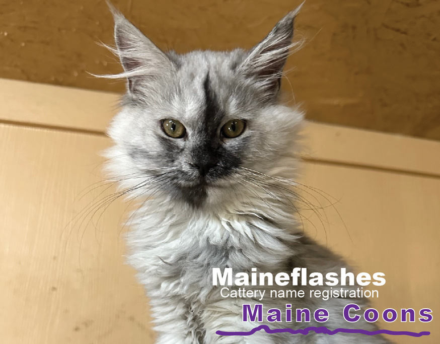 CFA Cat Registration