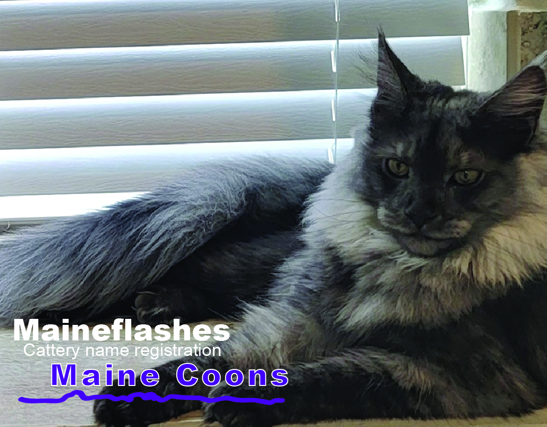 CFA Cat Registration