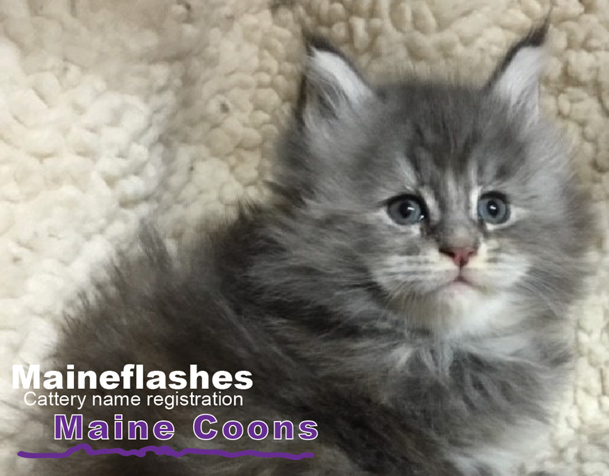 CFA Cat Registration