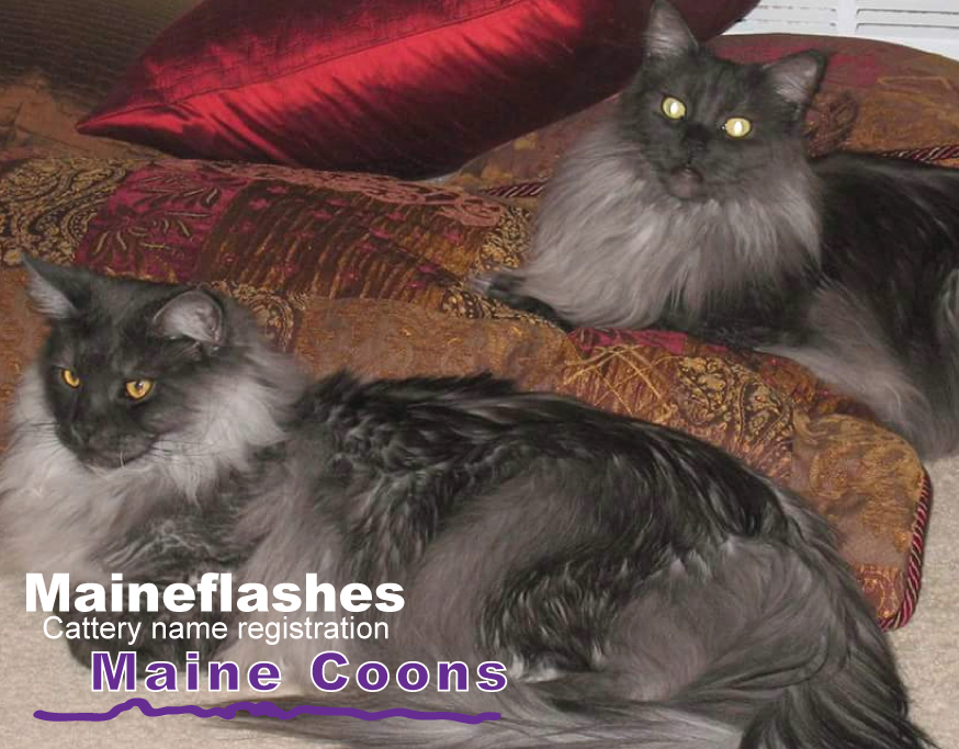 CFA Cat Registration