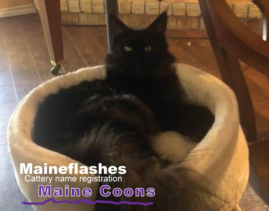 CFA Cat Registration