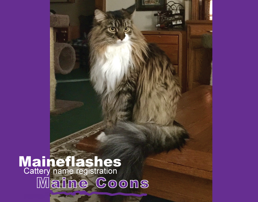 CFA Cat Registration