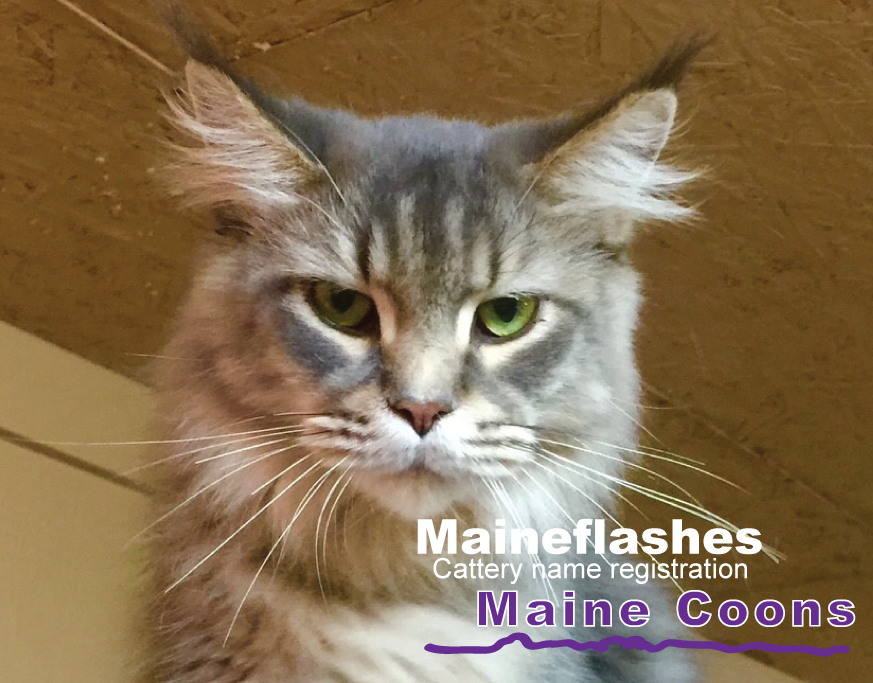 CFA Cat Registration