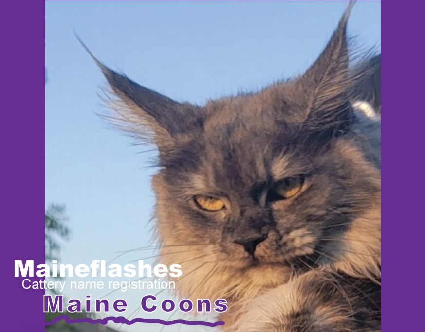 CFA Cat Registration