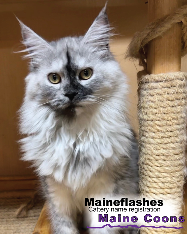 Maineflashes female Maine Coon