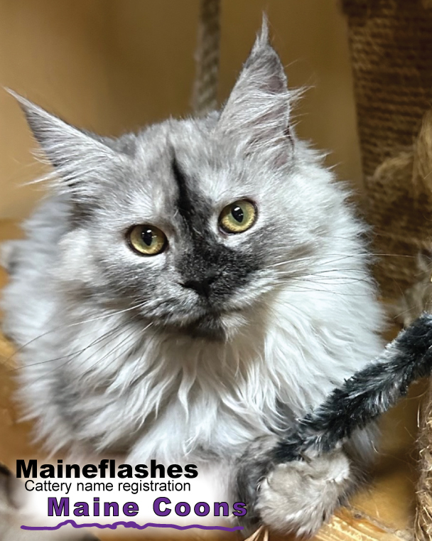 Maine Coons cat breeder, Maineflashes cattery registration