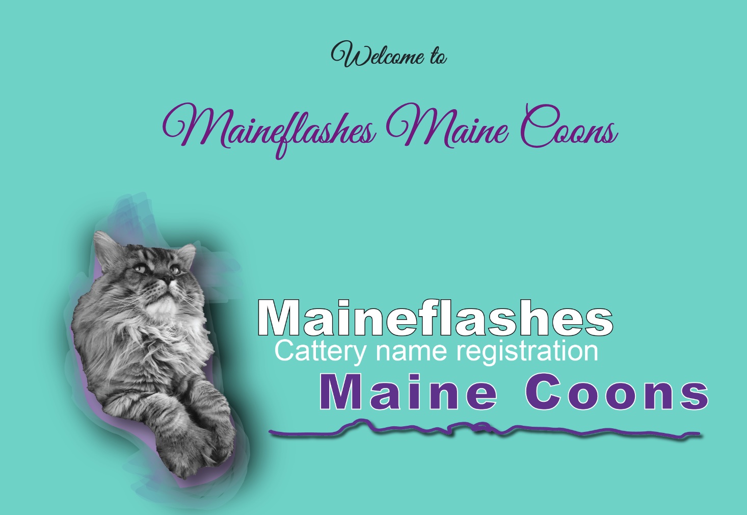 Maine Coons cat breeder, Maineflashes cattery registration