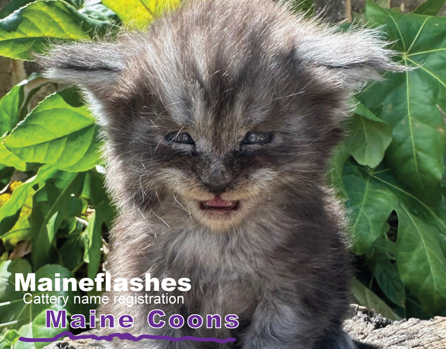 CFA Cat Registration