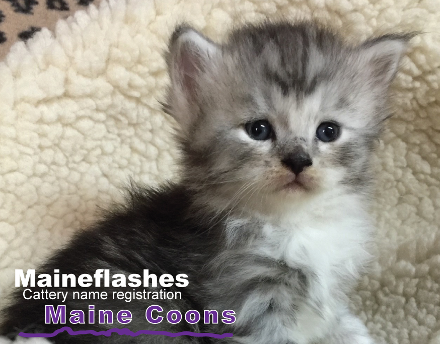 CFA Cat Registration