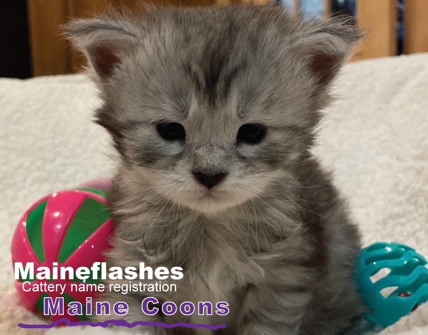 CFA Cat Registration