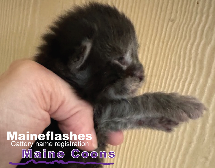 CFA Cat Registration