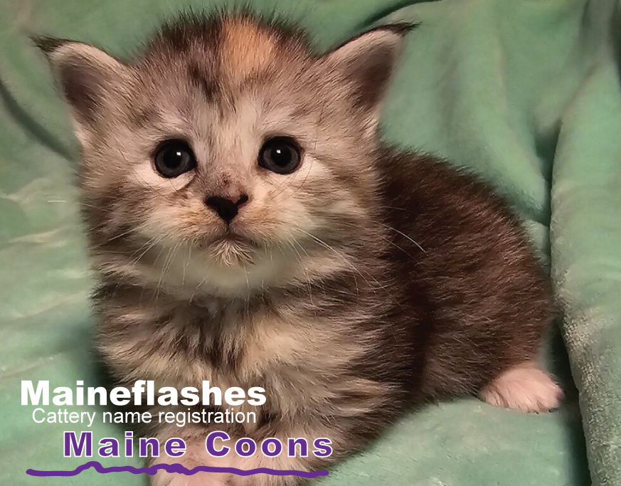 CFA Cat Registration