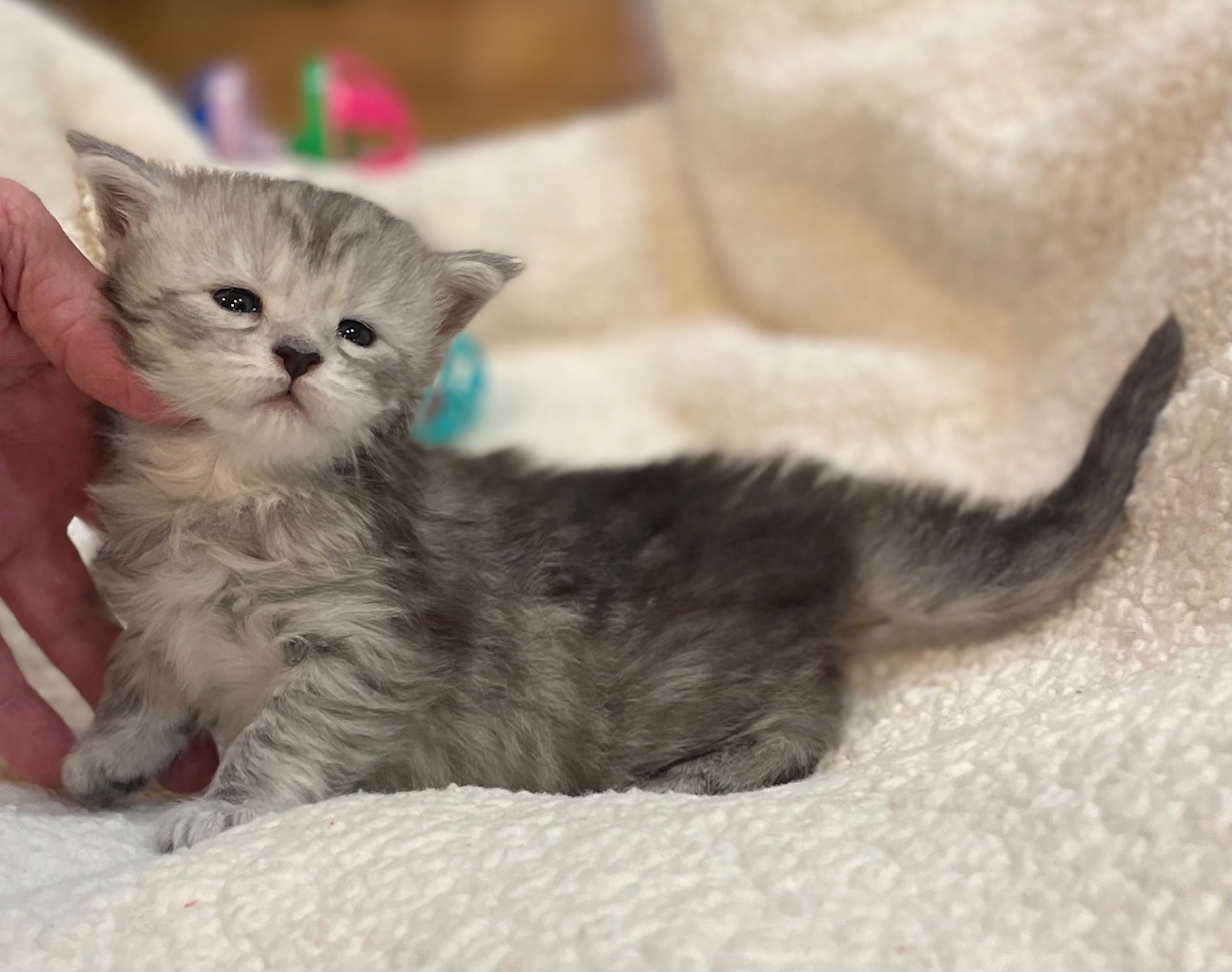 CFA Cat Registration